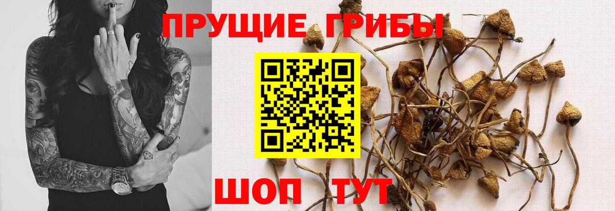 где купить   Галлюциногенные грибы Psilocybe  Вход с VPN  Печора 